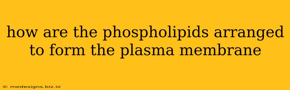 how are the phospholipids arranged to form the plasma membrane