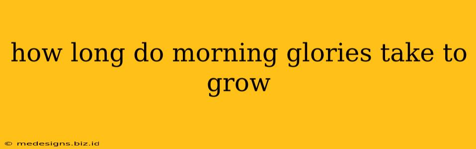 how long do morning glories take to grow