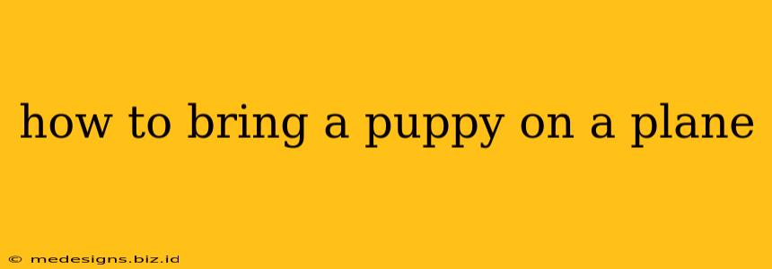 how to bring a puppy on a plane