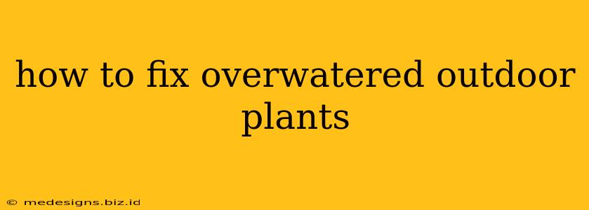 how to fix overwatered outdoor plants