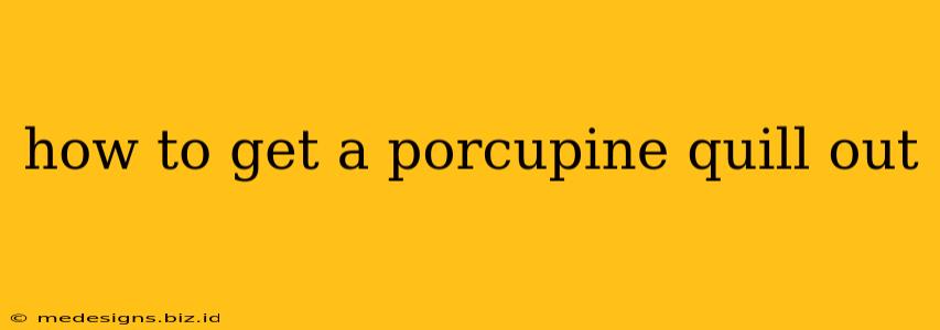 how to get a porcupine quill out