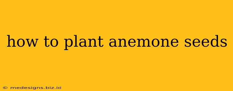 how to plant anemone seeds