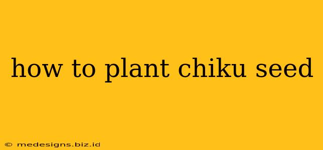 how to plant chiku seed