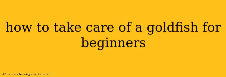 how to take care of a goldfish for beginners