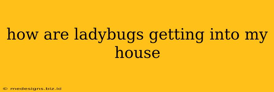 how are ladybugs getting into my house