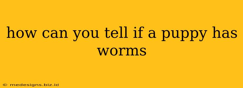 how can you tell if a puppy has worms