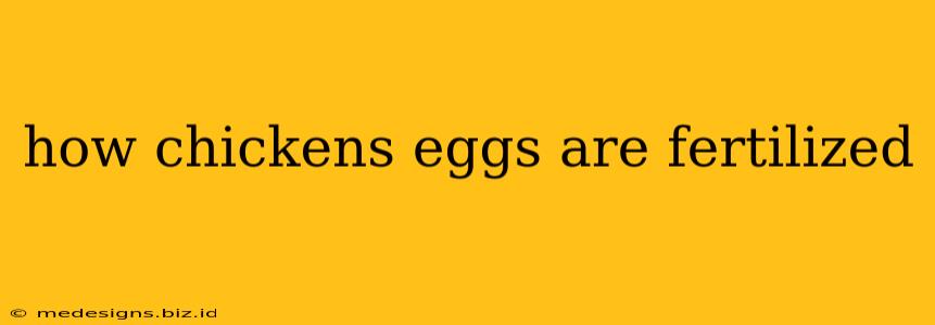 how chickens eggs are fertilized