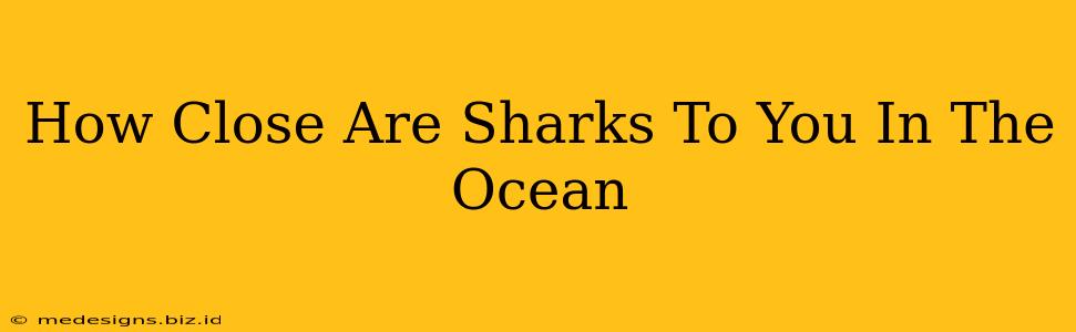 How Close Are Sharks To You In The Ocean