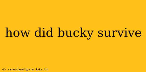how did bucky survive