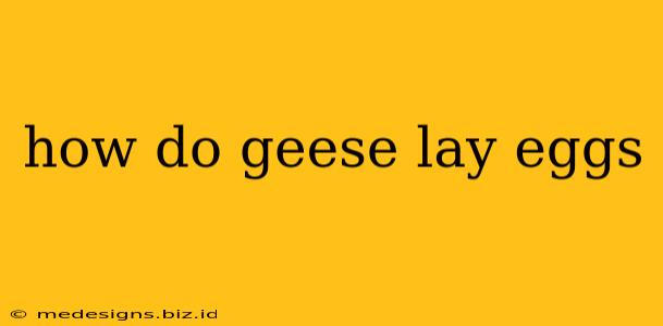 how do geese lay eggs