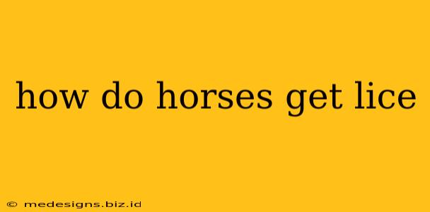 how do horses get lice