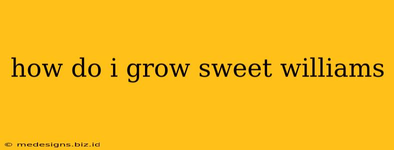 how do i grow sweet williams