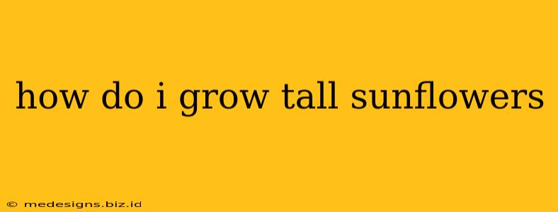 how do i grow tall sunflowers