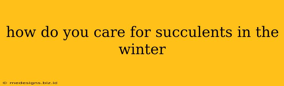 how do you care for succulents in the winter