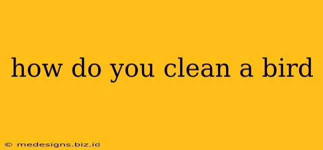 how do you clean a bird