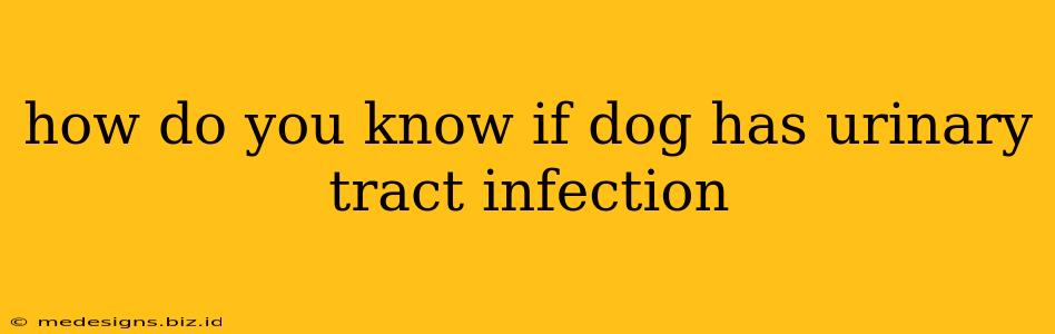 how do you know if dog has urinary tract infection