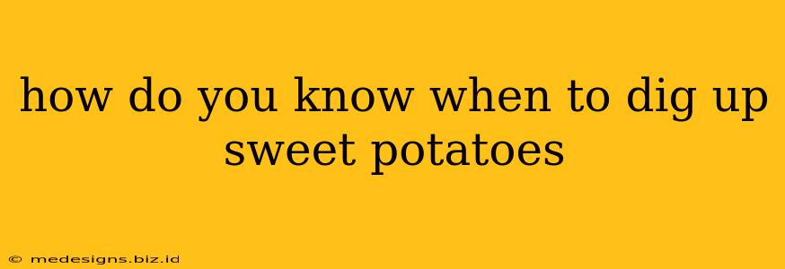 how do you know when to dig up sweet potatoes