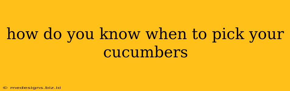 how do you know when to pick your cucumbers