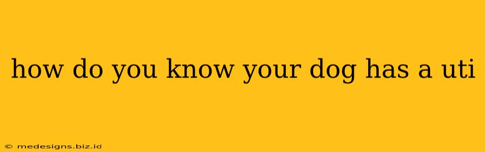 how do you know your dog has a uti