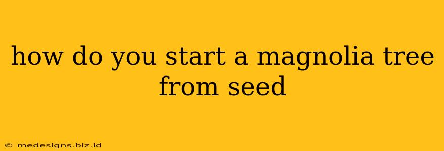 how do you start a magnolia tree from seed
