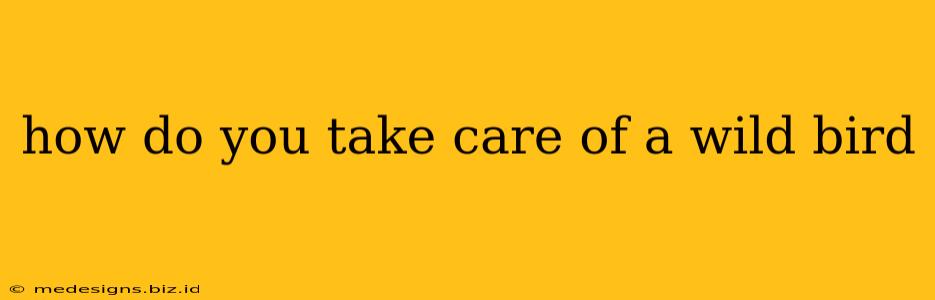 how do you take care of a wild bird