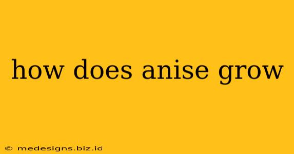how does anise grow