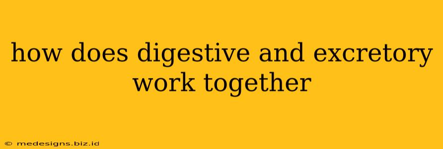 how does digestive and excretory work together
