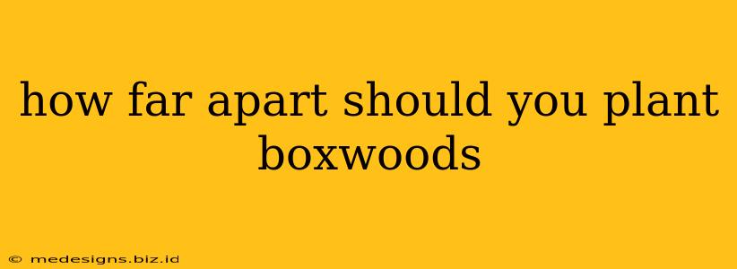 how far apart should you plant boxwoods