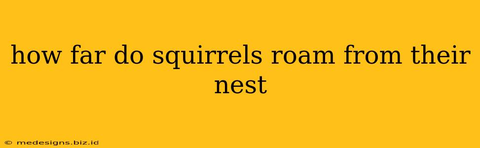 how far do squirrels roam from their nest