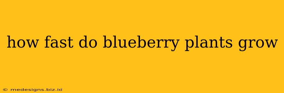 how fast do blueberry plants grow