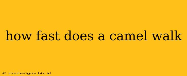 how fast does a camel walk
