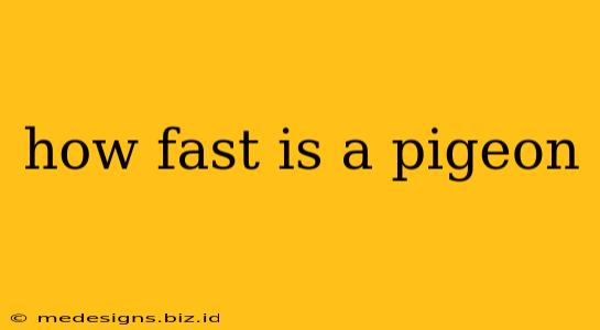 how fast is a pigeon