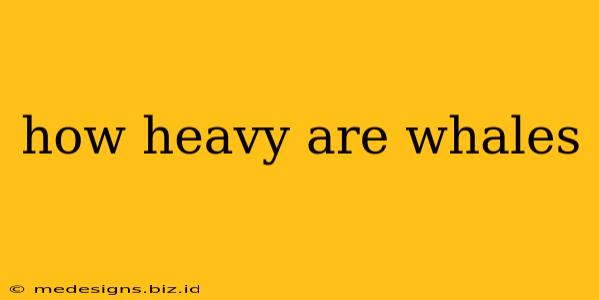 how heavy are whales