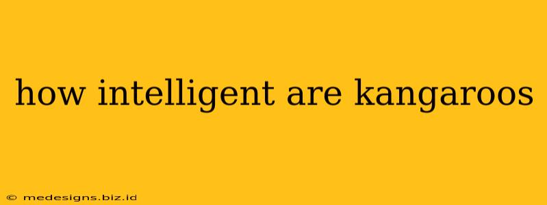 how intelligent are kangaroos