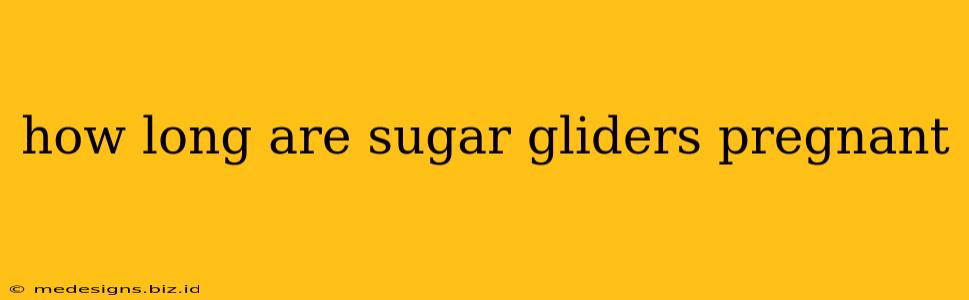 how long are sugar gliders pregnant