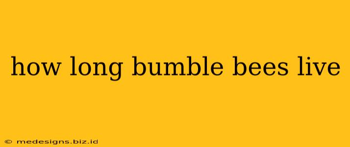 how long bumble bees live