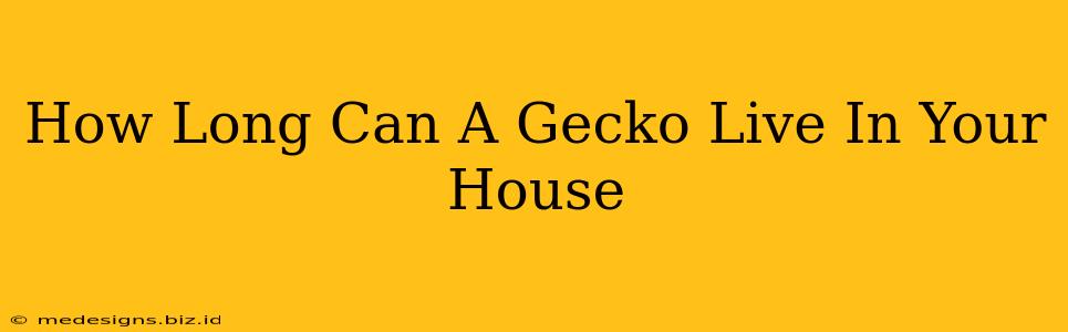 How Long Can A Gecko Live In Your House