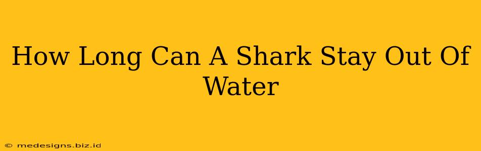 How Long Can A Shark Stay Out Of Water
