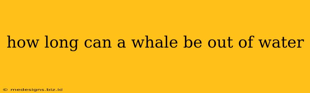 how long can a whale be out of water