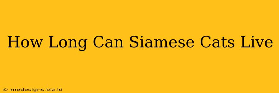 How Long Can Siamese Cats Live