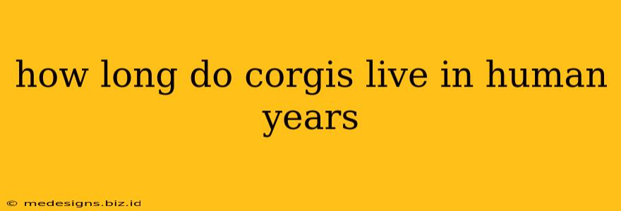 how long do corgis live in human years