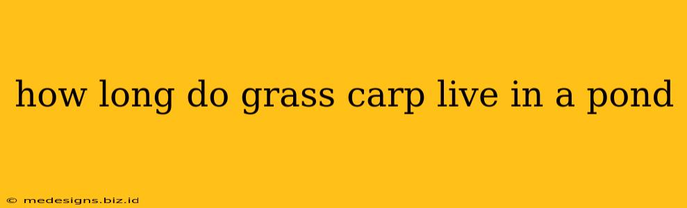 how long do grass carp live in a pond