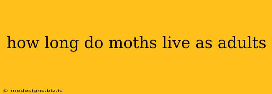 how long do moths live as adults