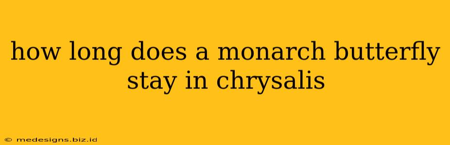 how long does a monarch butterfly stay in chrysalis