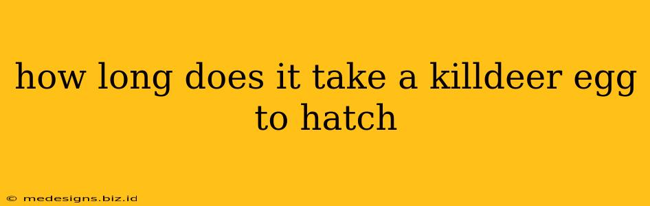how long does it take a killdeer egg to hatch