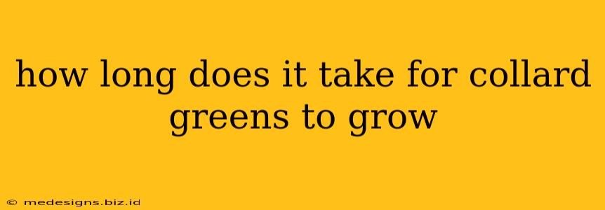 how long does it take for collard greens to grow