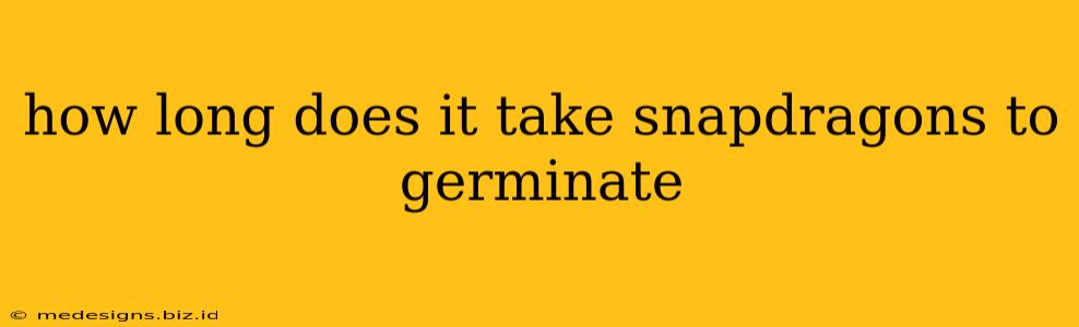 how long does it take snapdragons to germinate