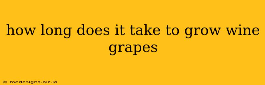 how long does it take to grow wine grapes