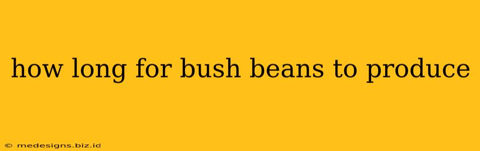 how long for bush beans to produce