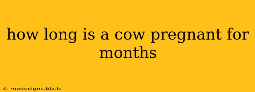 how long is a cow pregnant for months